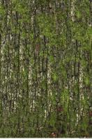 tree bark 0010